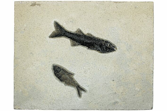 Multiple Fossil Fish (Mioplosus & Diplomystus) Plate - Wyoming #233902